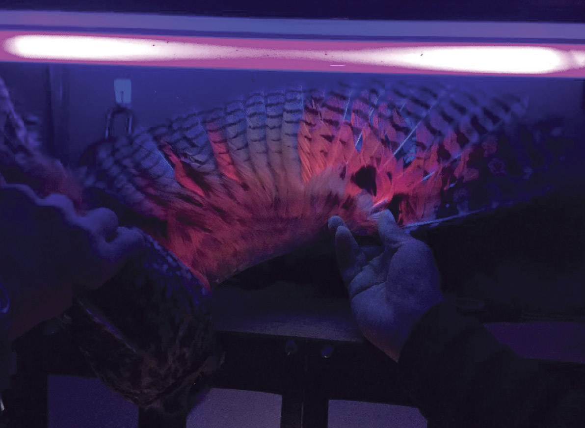 a scientist holds the outstretched wing of an owl under a black light. feathers on the inner wing are glowing pink, while everything else is shadowy purple and black.