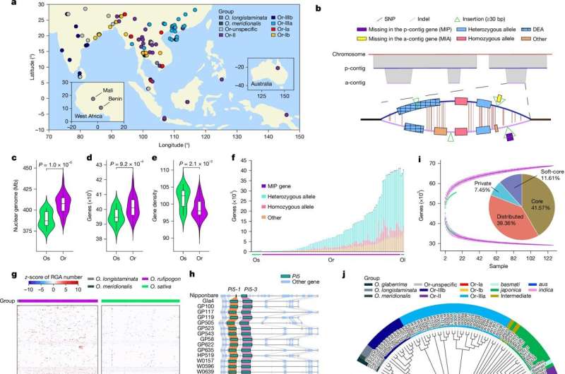 Pangenome study unveils wild and cultivated rice's genetic diversity