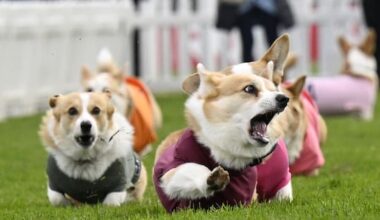 Corgis race for glory in Scotland's annual derby