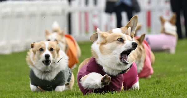 Corgis race for glory in Scotland's annual derby