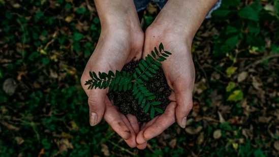 Earth Day serves as a reminder of our shared responsibility to protect the environment.(Representative Image- Unsplash )