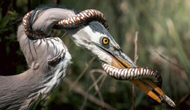 Photographer Captures Epic Battle Between Snake and Heron