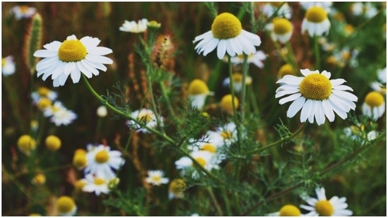 Chamomile oil has many healing properties, especially for the digestive system. It can treat indigestion, gas, nausea, etc. It can also heal wounds, treat anxiety and ease skin conditions like eczema or rashes.(Unsplash)