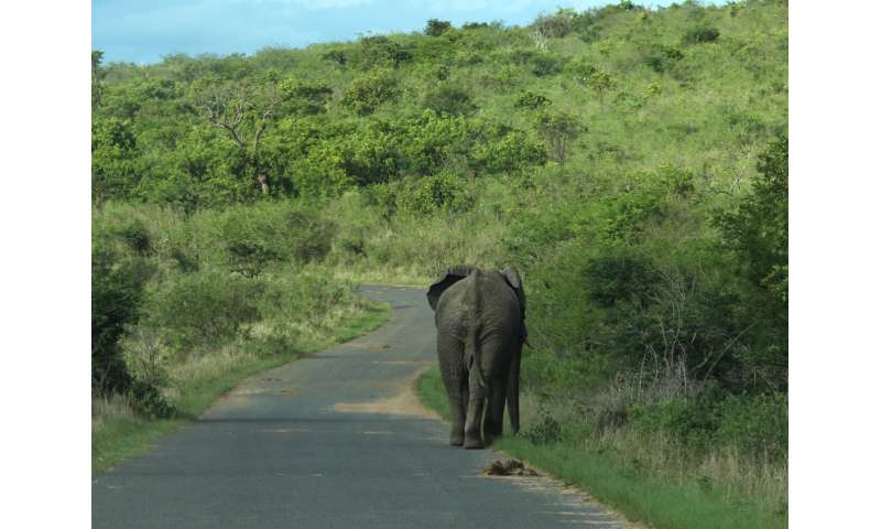 Predicting animal movements under global change