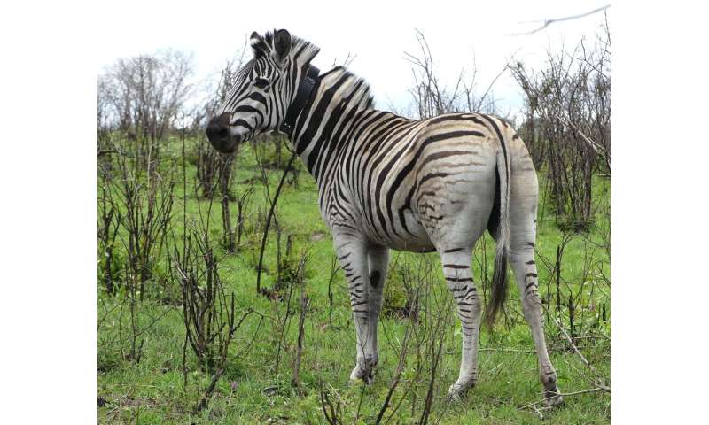 Predicting animal movements under global change