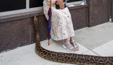 a giant snake slithers up beside a woman