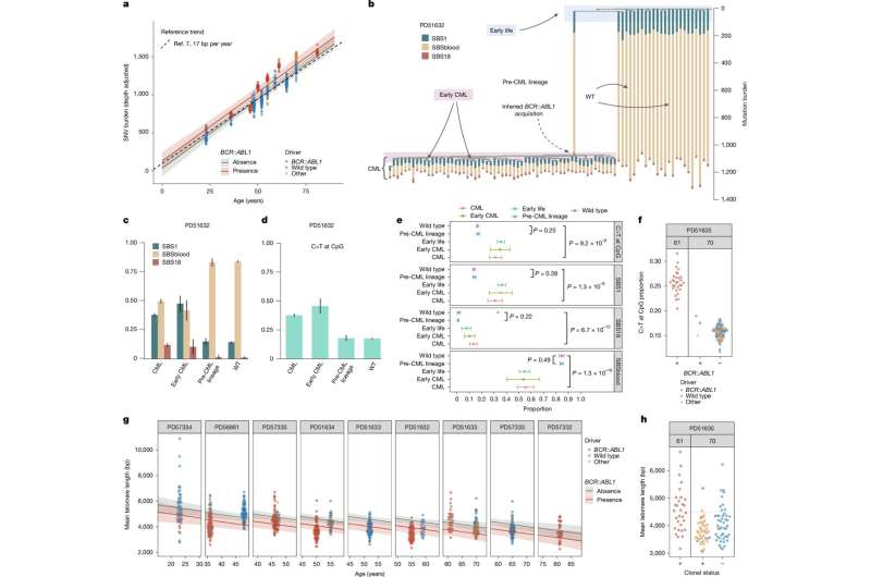 Rapid growth of blood cancer driven by a single genetic 'hit'