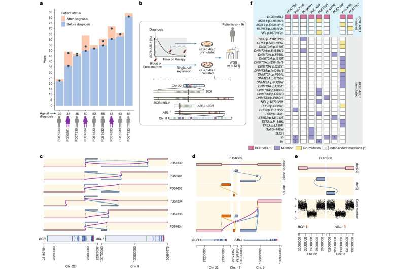 Rapid growth of blood cancer driven by a single genetic 'hit'