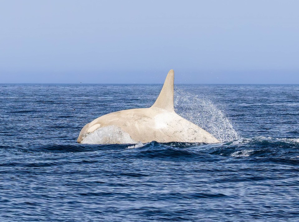Albino killer whale swimming in the ocean.