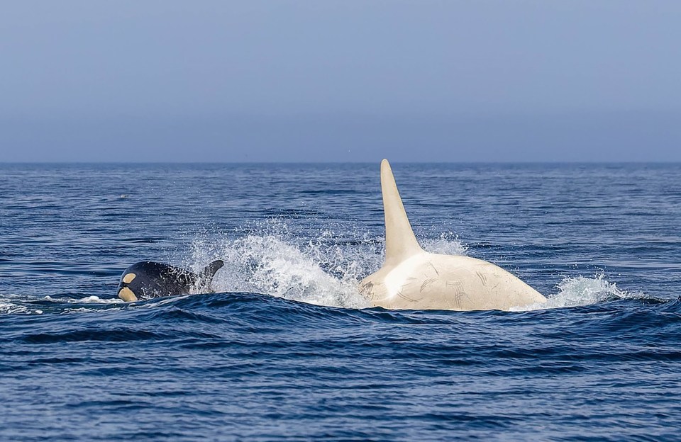 Albino orca swimming in the ocean.