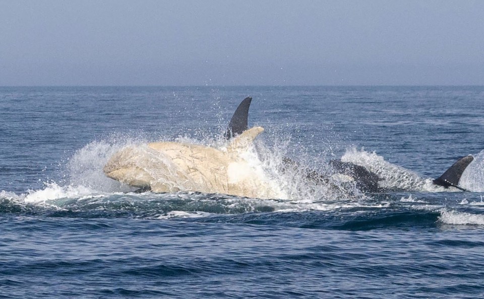 Albino killer whale swimming with other orcas.