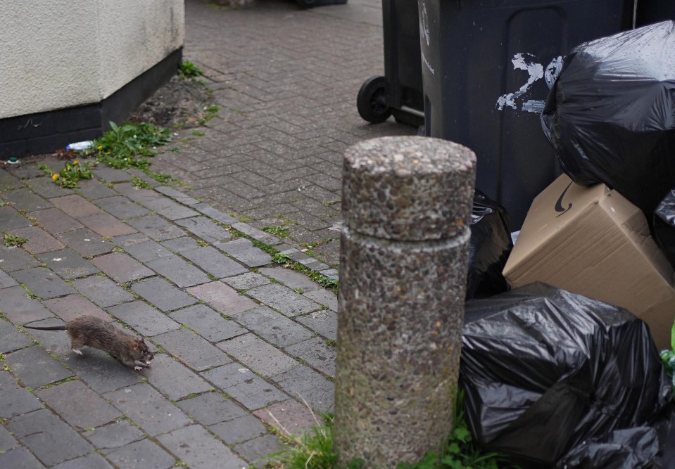 Rat running toward garbage bags on a brick sidewalk.