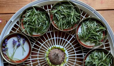 Vasudha Rai on why it's time to reconnect with the healing power of plants