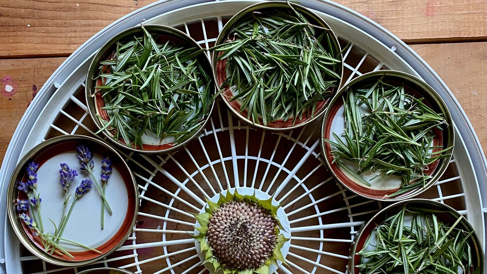 Vasudha Rai on why it's time to reconnect with the healing power of plants