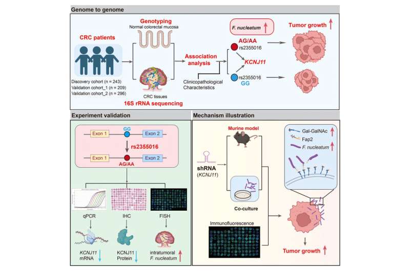 Researchers reveal how human genetics and intratumoral microbiota affect colorectal cancer