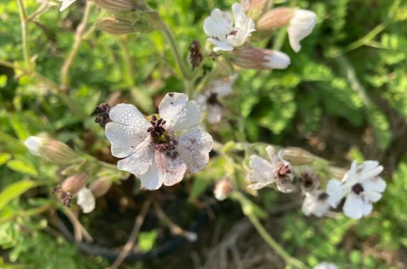 Researchers reveal why young plants may be more vulnerable to disease