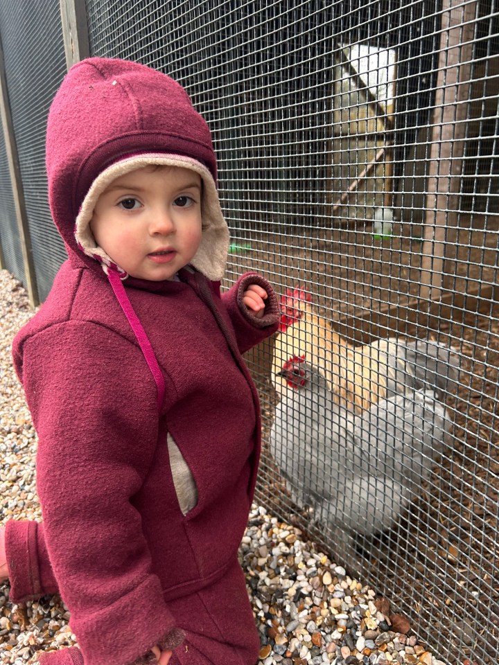 Toddler looking at chickens through a wire fence.