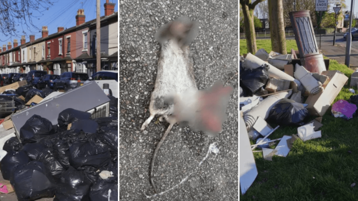 Wave of rat babies to hit Birmingham as fly-tipping intensifies
