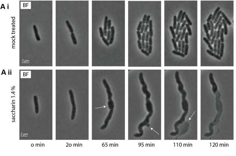 Saccharin shows surprise power to overcome antibiotic resistance