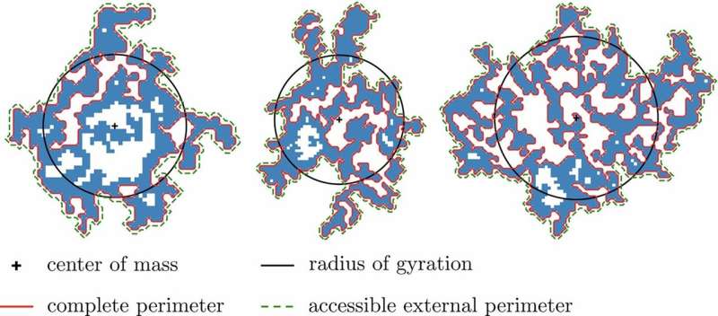 Scientists find evidence of universal conformal invariance in diverse cellular movement