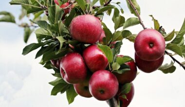 Scientists uncover the genetic landscape of the apple genus