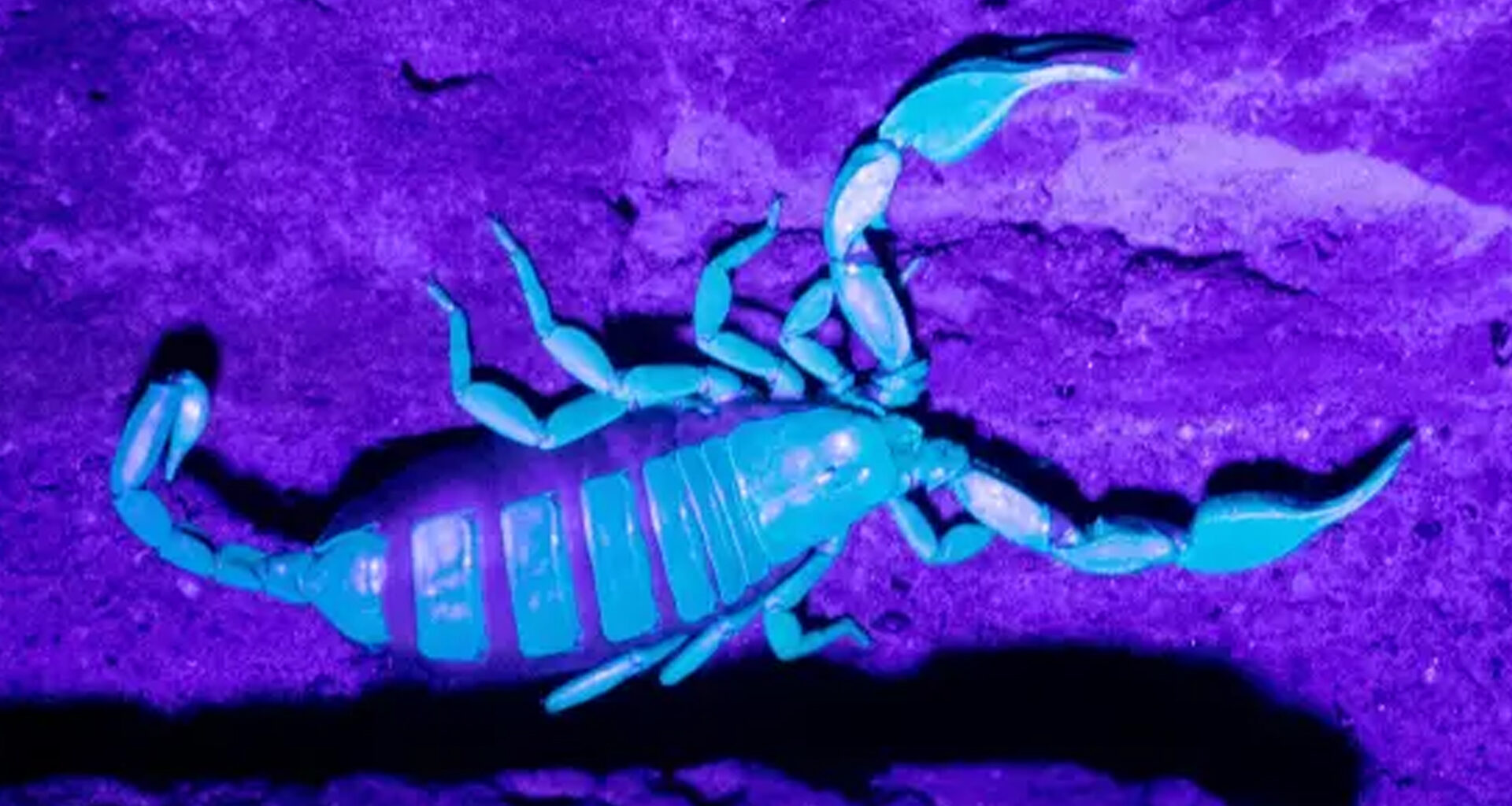 Asian hornets, diseased bullfrogs and even yellow-tailed SCORPIONS – the shocking creatures invading Britain's shores