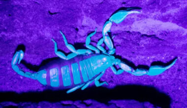 Asian hornets, diseased bullfrogs and even yellow-tailed SCORPIONS – the shocking creatures invading Britain's shores