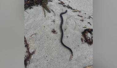 'Reasonable to expect' more sea snake sightings in New Zealand