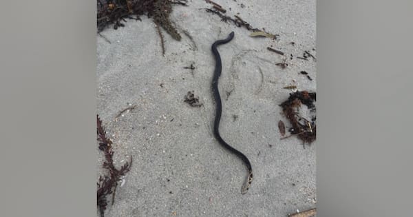 'Reasonable to expect' more sea snake sightings in New Zealand