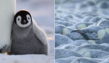 Left: A fluffy emperor penguin chick stands beside an adult. Right: Many adult emperor penguins huddle closely together, their bodies dusted with frost, to stay warm in the cold.