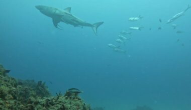 Camera-Equipped Nurse Shark Captures Rare Footage of Great White