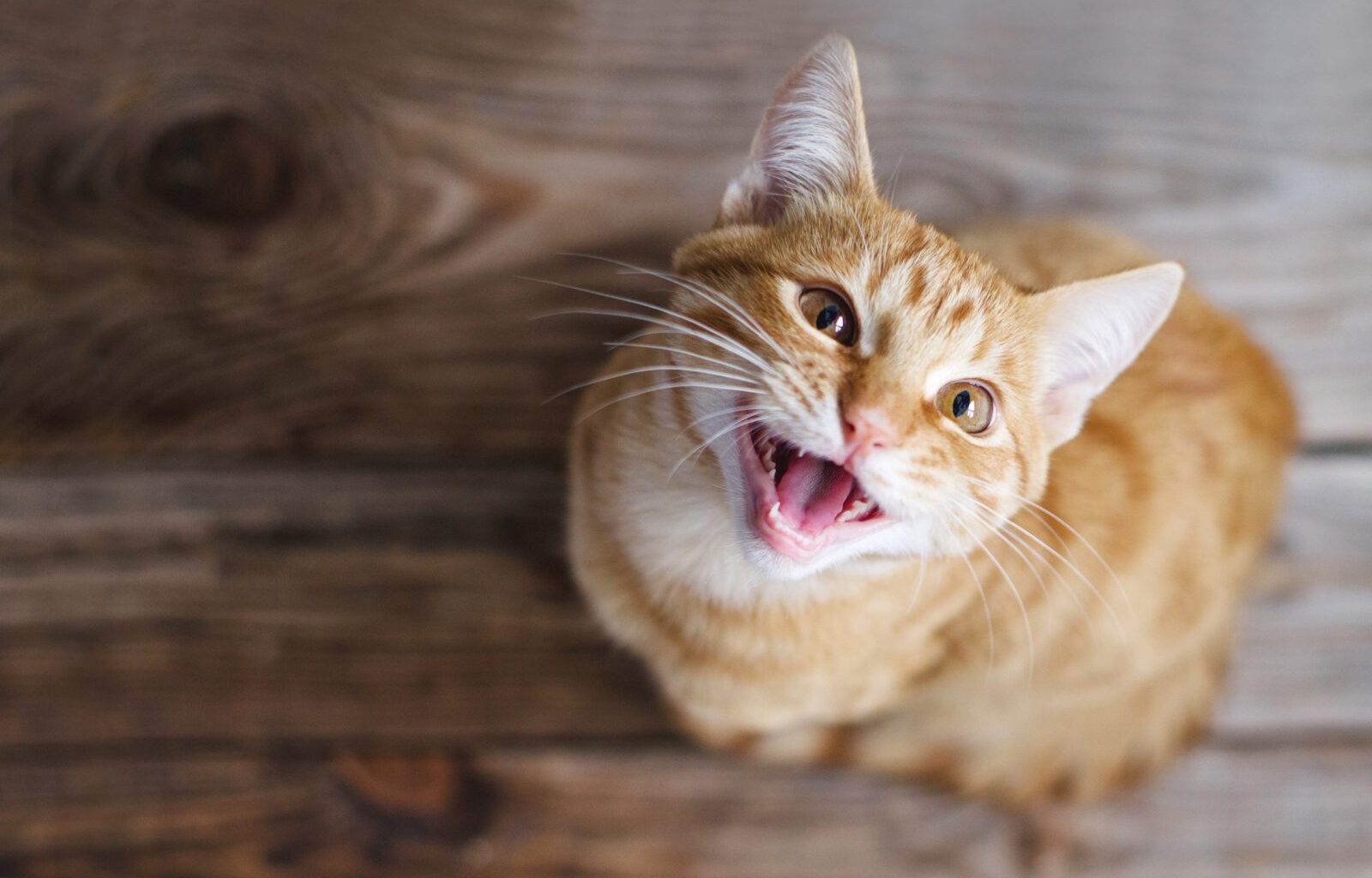 Why Orange Cats Are Almost Always Male, According to New Genetic Research – One Green Planet