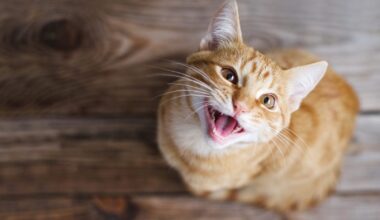 Why Orange Cats Are Almost Always Male, According to New Genetic Research – One Green Planet