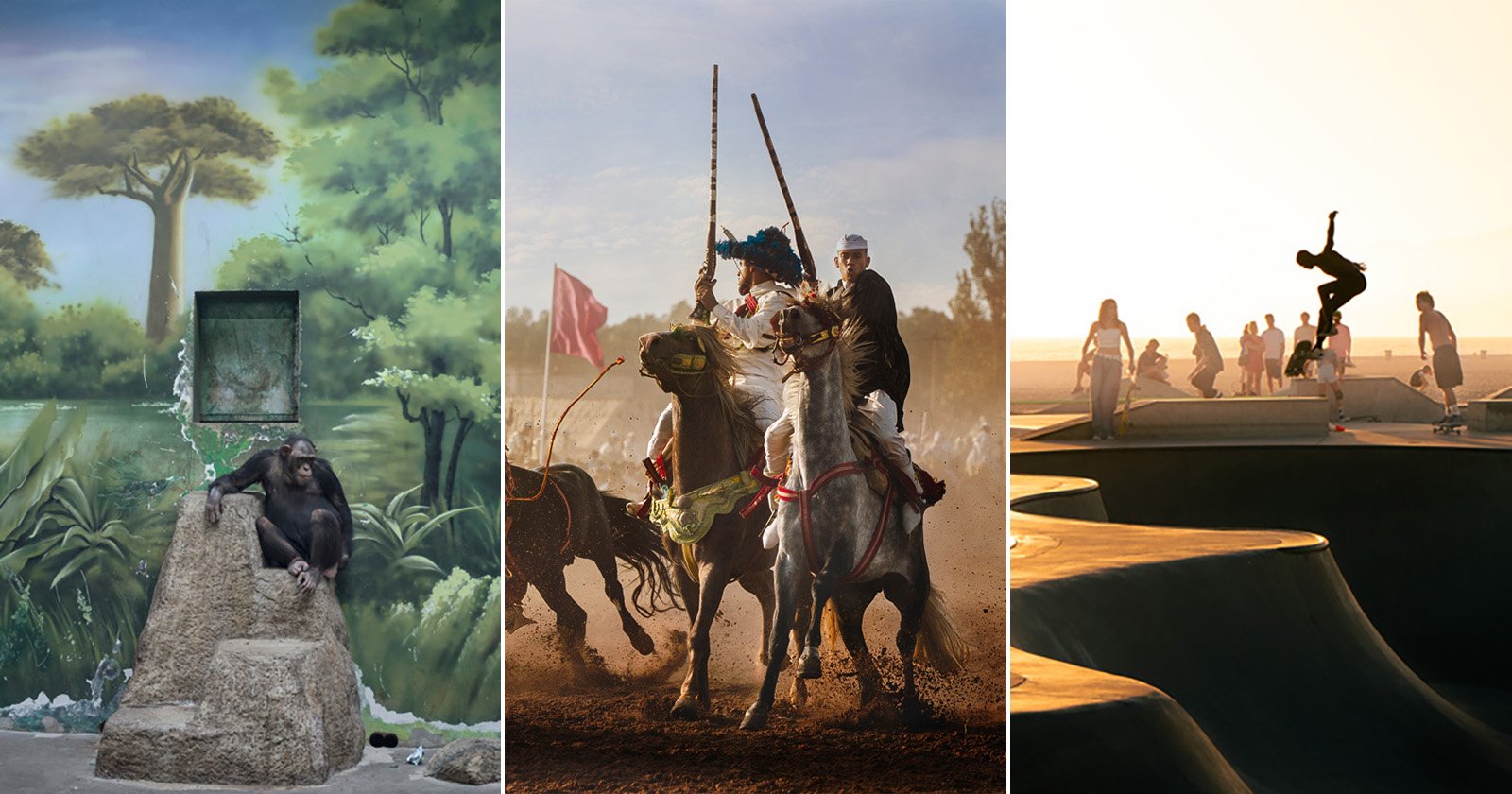A collage of three scenes: a chimpanzee sitting in a zoo enclosure, two men jousting on horses, and skateboarders performing tricks at a skatepark during sunset.