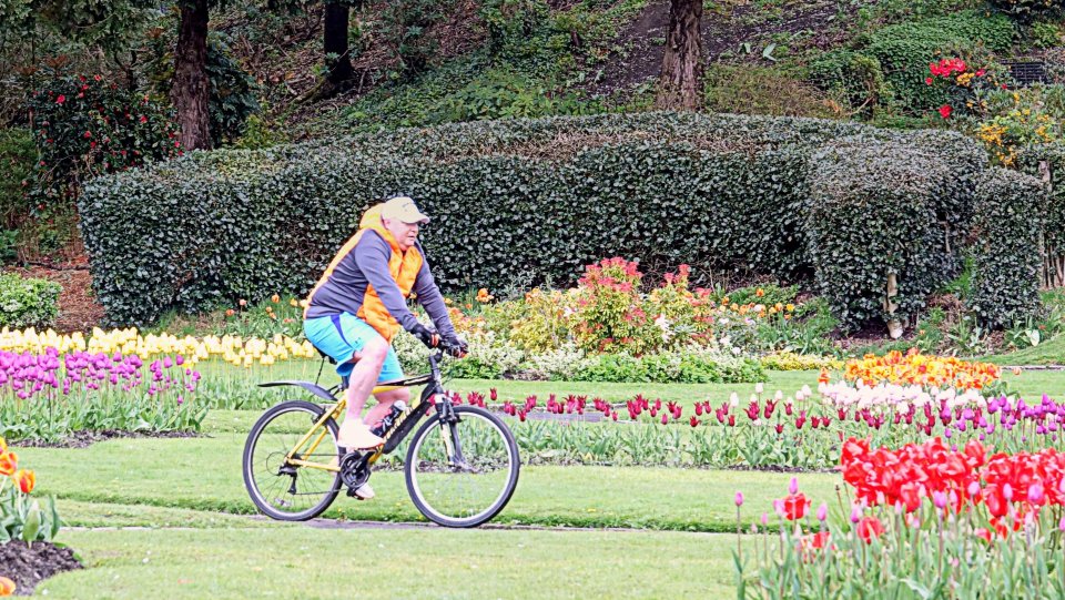Man cycling through a park with colorful tulips.
