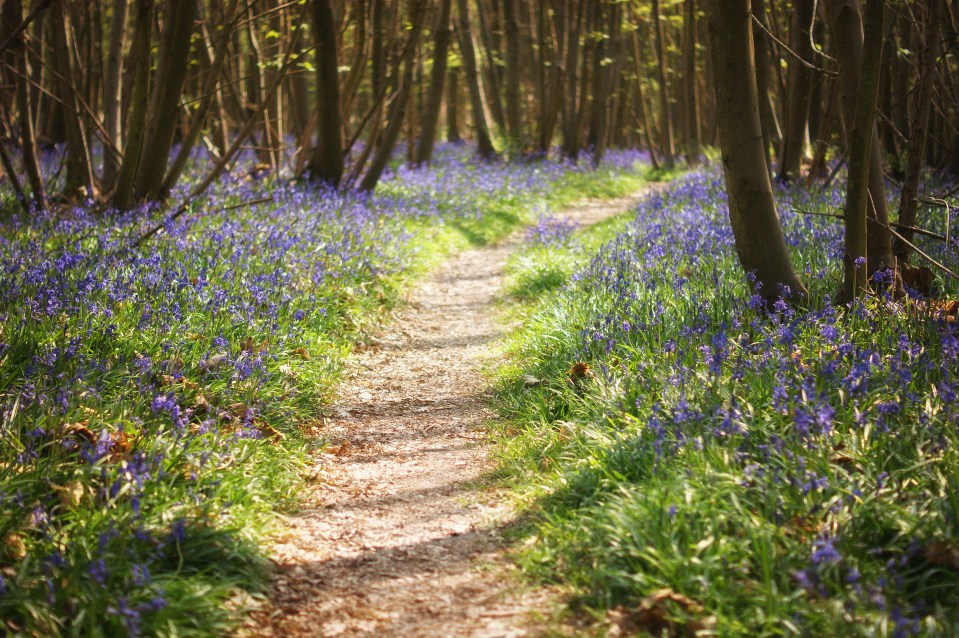Path through a bluebell woodland.
