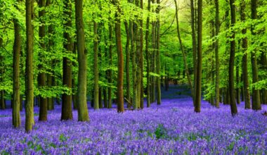 Scotland's stunning bluebell woods dubbed 'nature's fireworks' in bloom early - here's 21 top spots