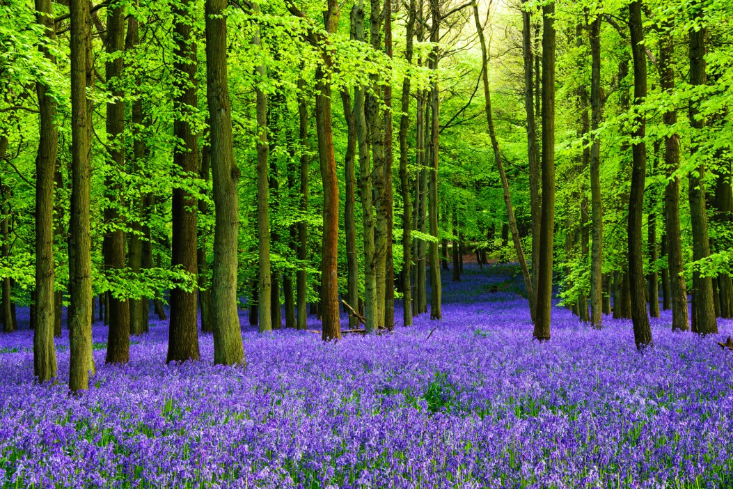 Scotland's stunning bluebell woods dubbed 'nature's fireworks' in bloom early - here's 21 top spots