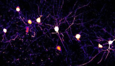 Neuroscience News logo for mobile.