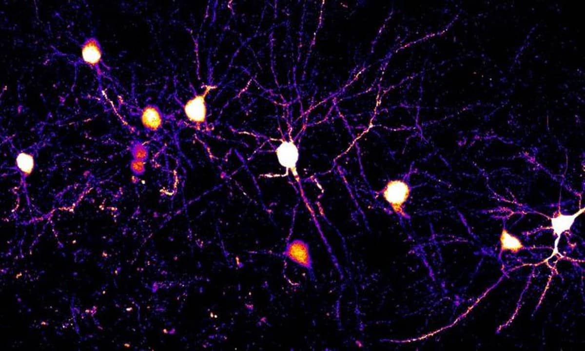 Neuroscience News logo for mobile.