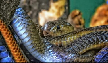 Inside The World's Largest Snake Gathering
