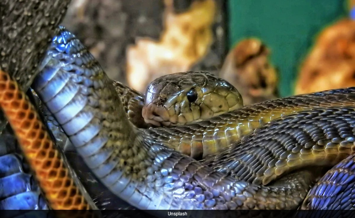 Inside The World's Largest Snake Gathering