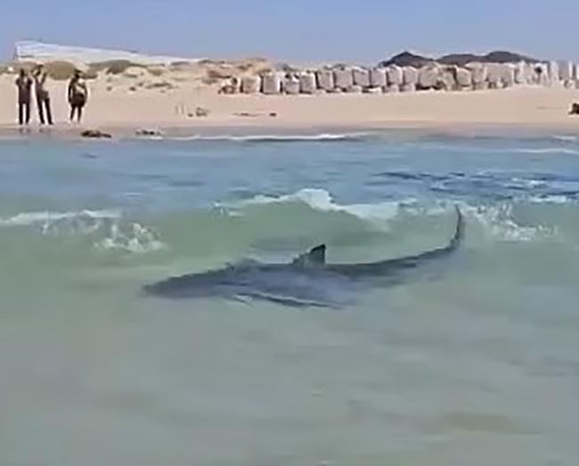 Shark near shore as onlookers watch.