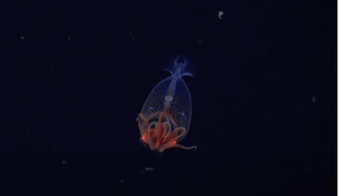 First confirmed footage from deep sea of colossal squid, century after discovery