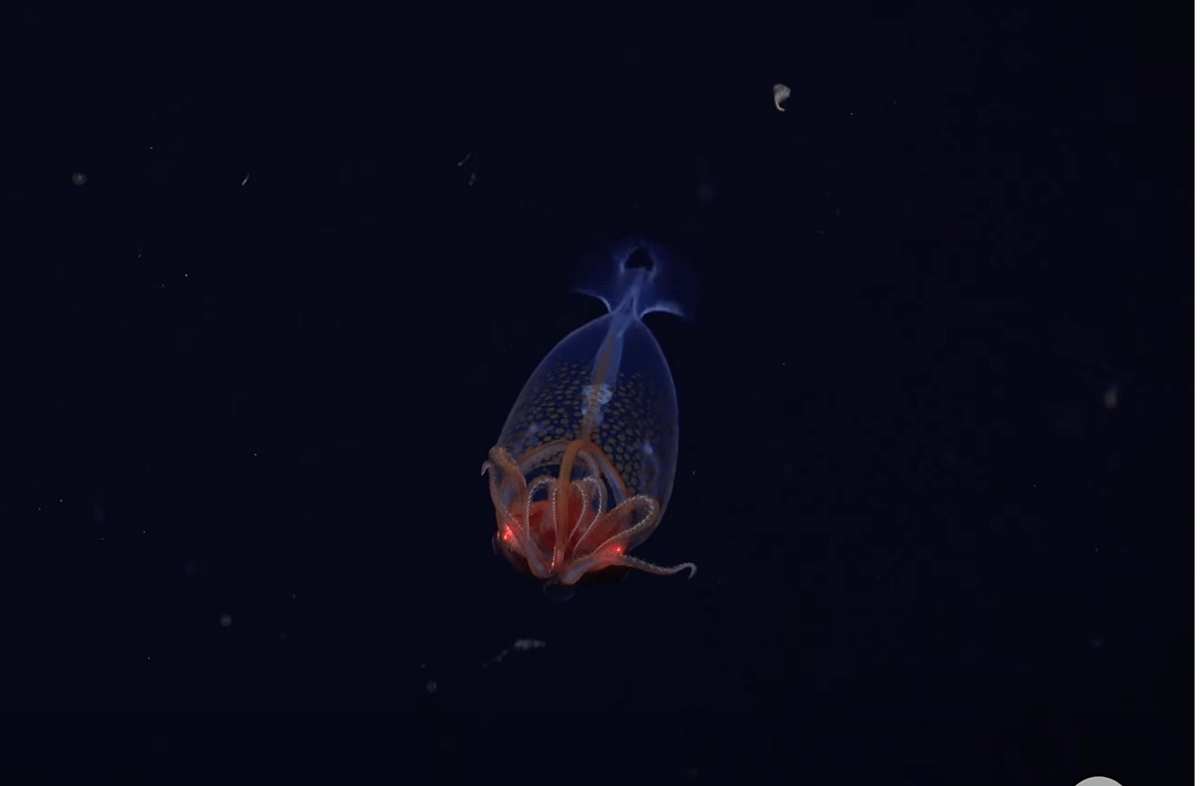 First confirmed footage from deep sea of colossal squid, century after discovery