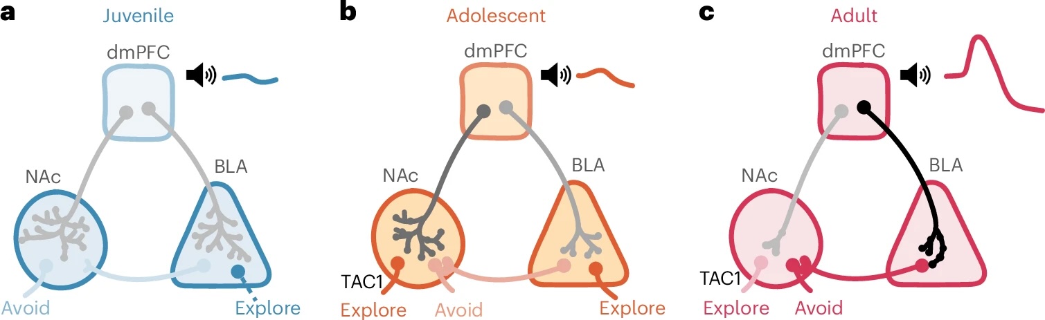 three similar diagrams showing dmPFC, nucleus accumbens and basolateral amygdyla connections at juvenile, adolescent and adult stages.