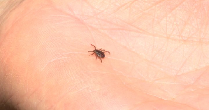 Nova Scotia research confirms lemongrass essential oil can repel ticks