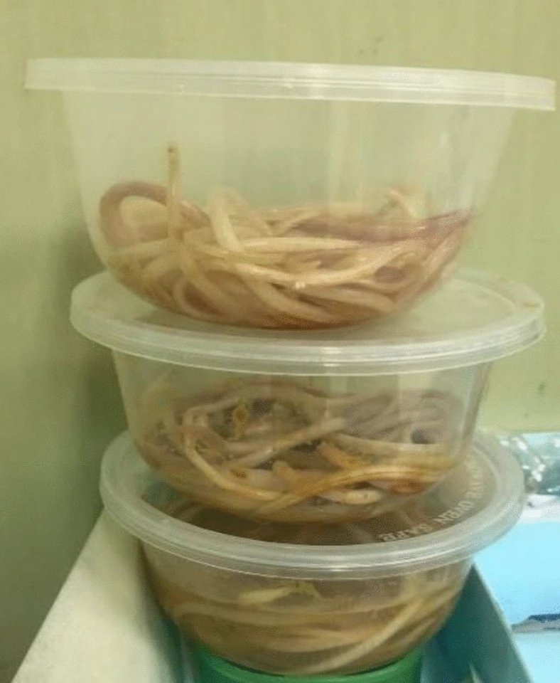 Three containers of worms.