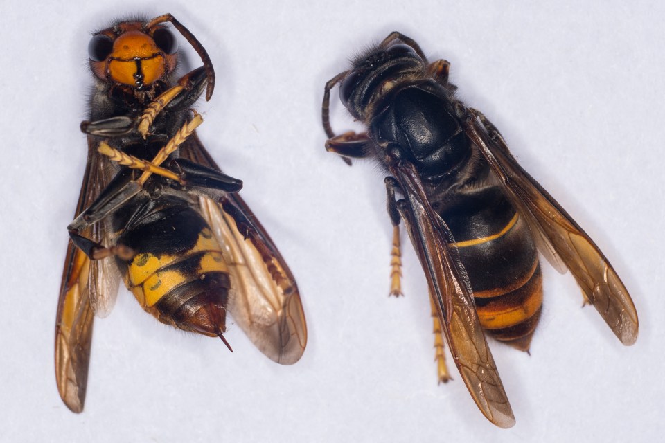 Two Asian hornets (Vespa velutina).