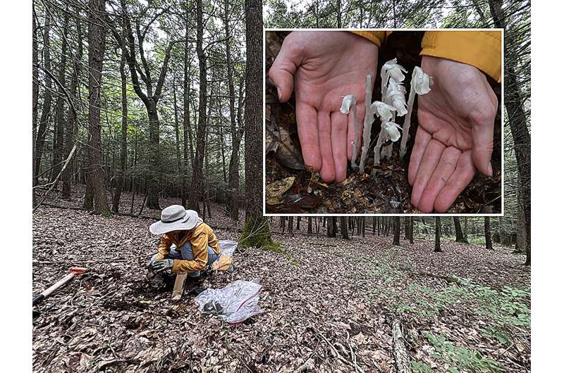 Traditional forest medicinal plant ghost pipe used differently today